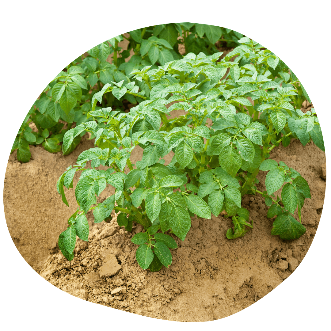 Potatoes plants in a row